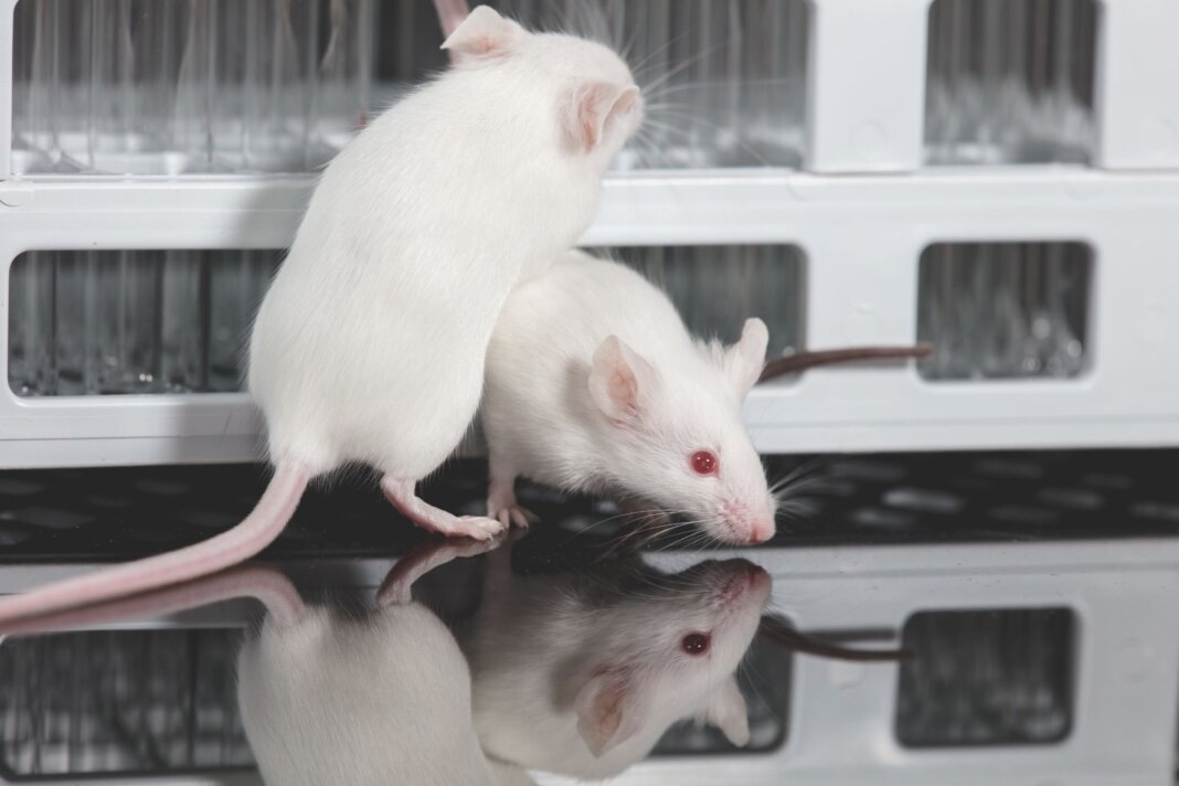 Topi da laboratorio con il ciclo: creato il primo modello mestruale artificiale