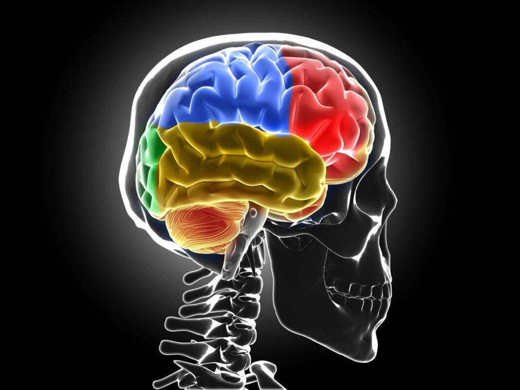 Sistema di ‘lavaggio’ in tilt, ecco cosa succede al cervello senza sonno